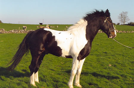 buy a pony in Ireland